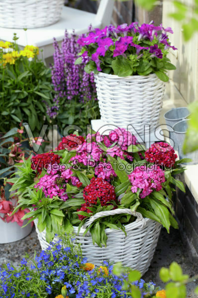 Dianthus barbatus Dianthus barbatus