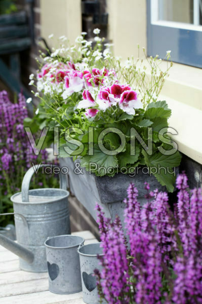Pelargonium Pelargonium
