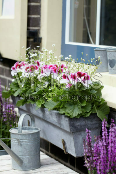 Pelargonium Pelargonium