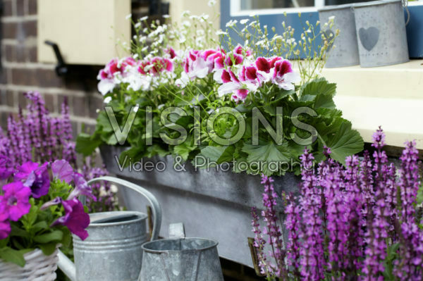 Pelargonium Pelargonium