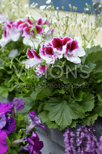 Pelargonium Pelargonium
