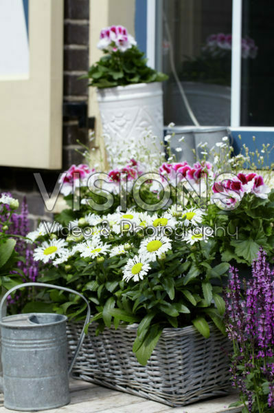 Leucanthemum Snow Lady Leucanthemum Snow Lady