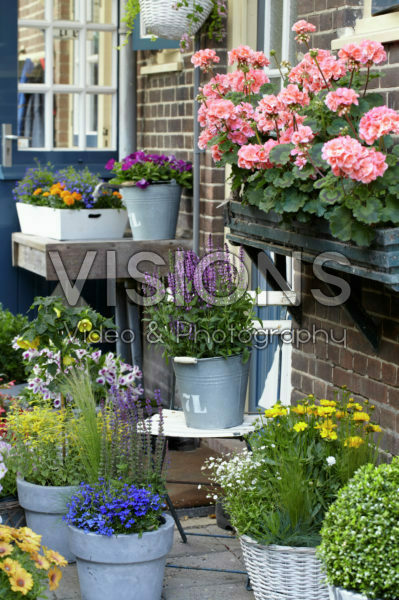 Annuals and perennials on pots Annuals and perennials on pots
