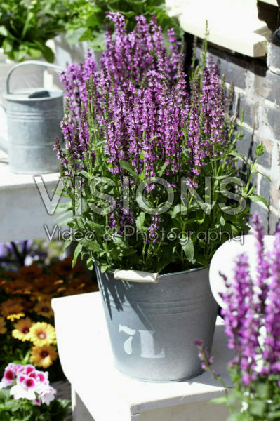 Salvia Salvia
