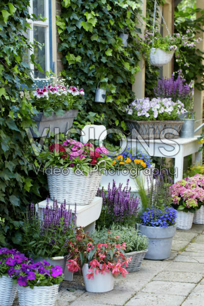 Annuals and perennials on pots Annuals and perennials on pots