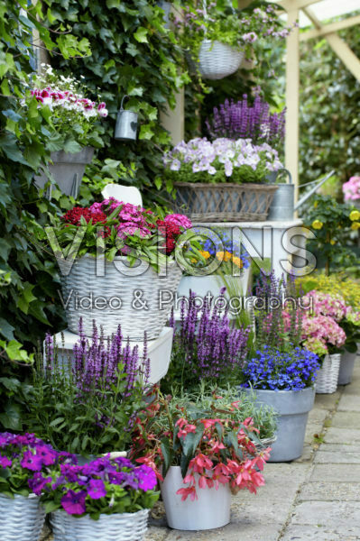 Annuals and perennials on pots Annuals and perennials on pots