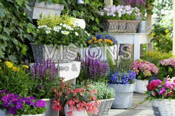 Annuals and perennials on pots Annuals and perennials on pots