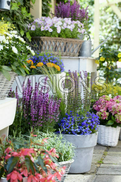 Annuals and perennials on pots Annuals and perennials on pots