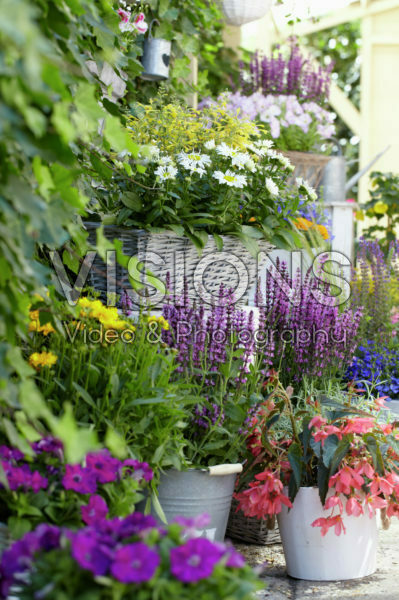 Annuals and perennials on pots Annuals and perennials on pots