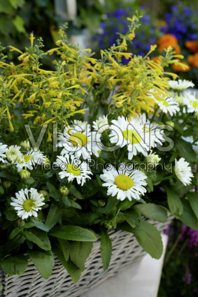 Agastache, Leucanthemum Snow Lady Agastache, Leucanthemum Snow Lady