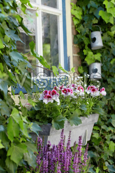 Pelargonium Pelargonium