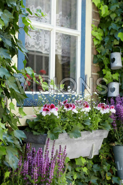 Pelargonium Pelargonium