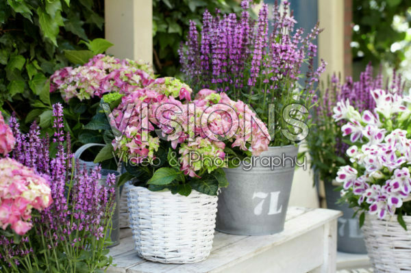 Hydrangea, Salvia Hydrangea, Salvia