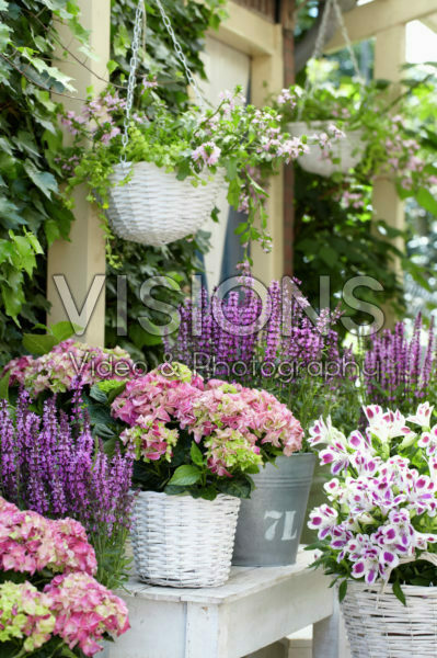 Hydrangea, Salvia Hydrangea, Salvia