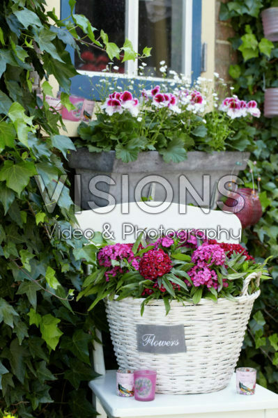 Dianthus barbatus Dianthus barbatus