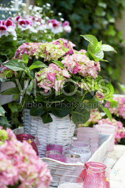 Hydrangea Hydrangea