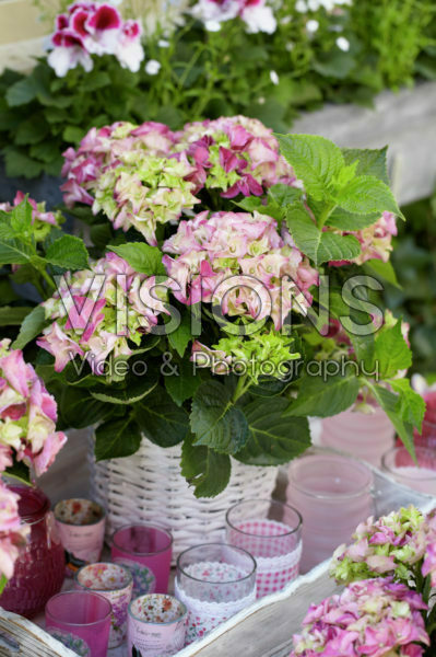 Hydrangea Hydrangea