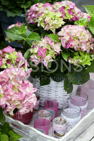 Hydrangea Hydrangea
