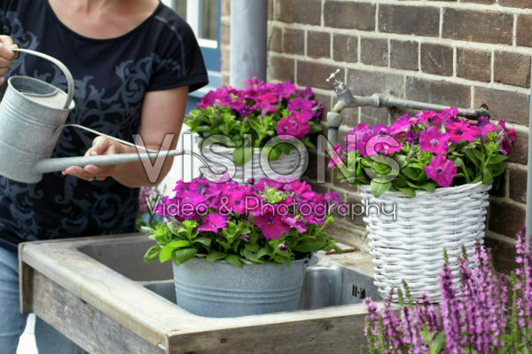 Woman watering petunia Woman watering petunia