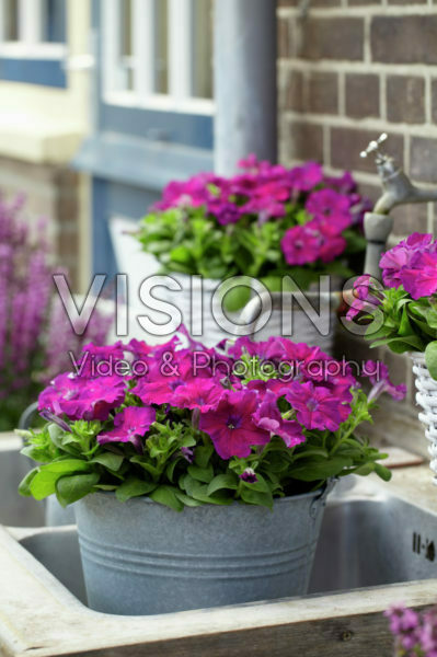 Petunia Petunia