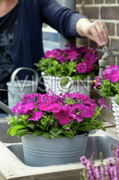 Petunia Petunia