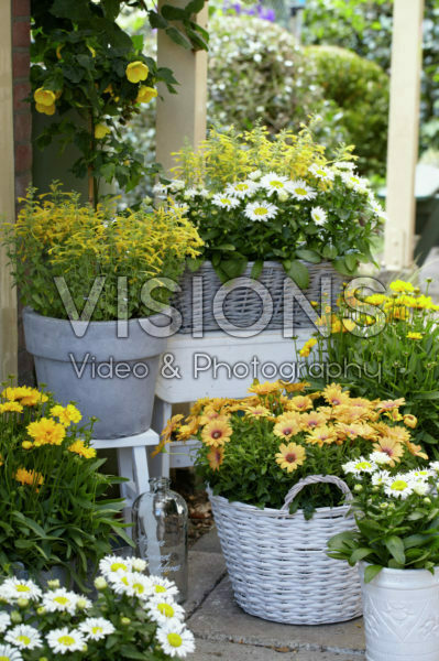 Annuals and perennials on pot Annuals and perennials on pot