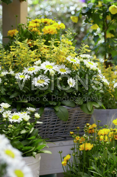Agastache, Leucanthemum Snow Lady Agastache, Leucanthemum Snow Lady