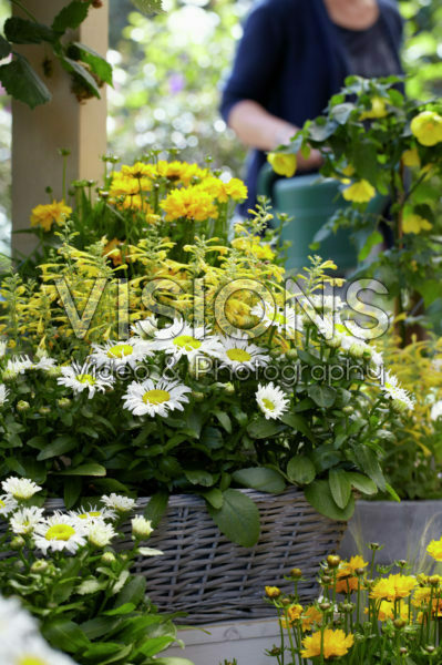 Agastache, Leucanthemum Snow Lady Agastache, Leucanthemum Snow Lady