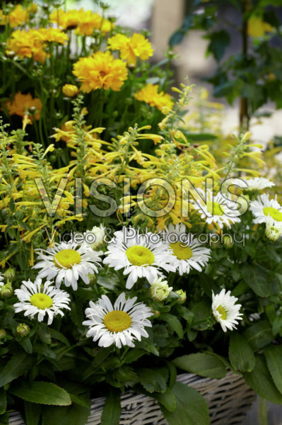 Agastache, Leucanthemum Snow Lady Agastache, Leucanthemum Snow Lady