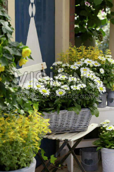 Leucanthemum Snow Lady Leucanthemum Snow Lady