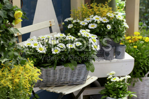 Leucanthemum Snow Lady Leucanthemum Snow Lady