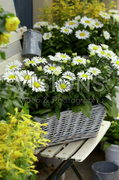 Leucanthemum Snow Lady Leucanthemum Snow Lady