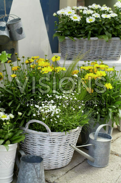 Coreopsis, Gypsophila Coreopsis, Gypsophila