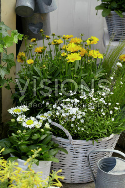 Coreopsis, Gypsophila Coreopsis, Gypsophila