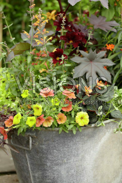 Summer container Summer container
