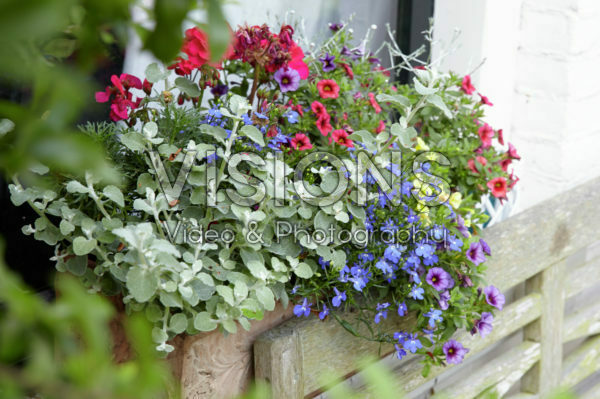 Annuals mixed Annuals mixed