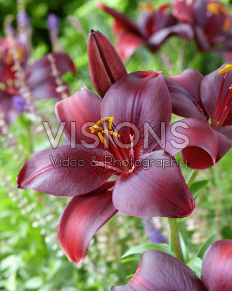 Lilium red Lilium red