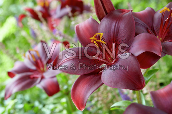 Lilium red Lilium red