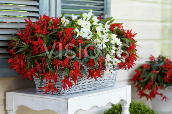 Begonia Beauvilia® red, white Begonia Beauvilia® red, white
