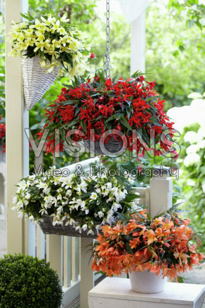 Begonia Beauvilia® collectie Begonia Beauvilia® collectie