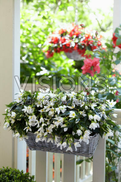 Begonia Beauvilia® White Begonia Beauvilia® White