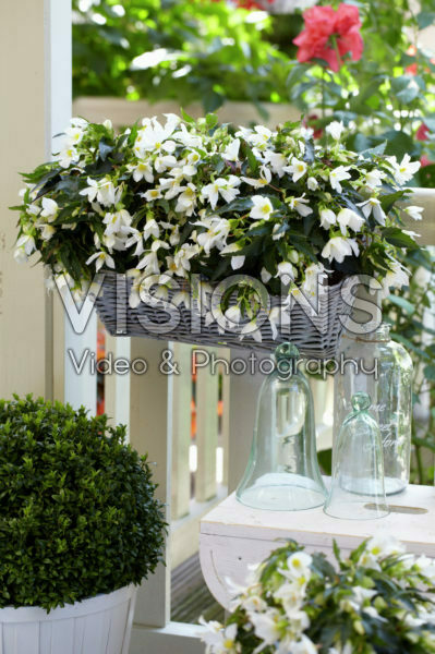 Begonia Beauvilia® White Begonia Beauvilia® White