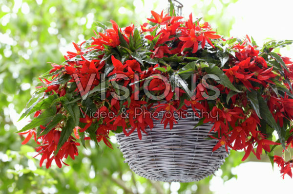 Begonia Beauvilia® Red Begonia Beauvilia® Red