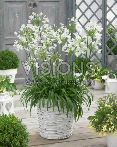 Agapanthus Gletsjer Agapanthus Gletsjer