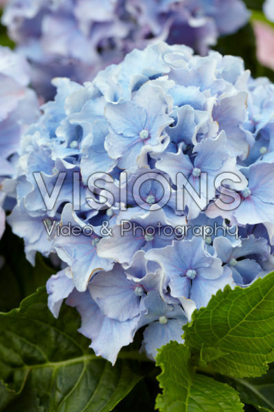 Hydrangea Spike ® Blue Hydrangea Spike ® Blue