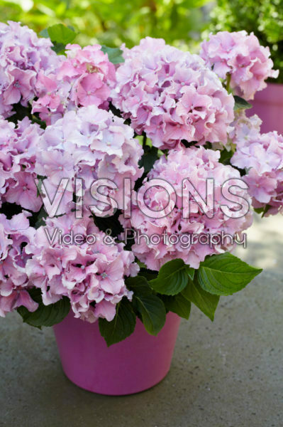 Hydrangea Spike ® Pink Hydrangea Spike ® Pink