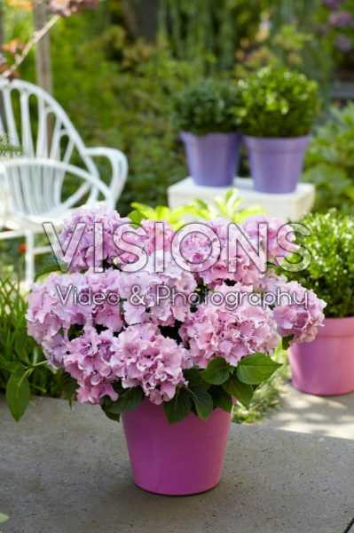 Hydrangea Spike ® Pink Hydrangea Spike ® Pink