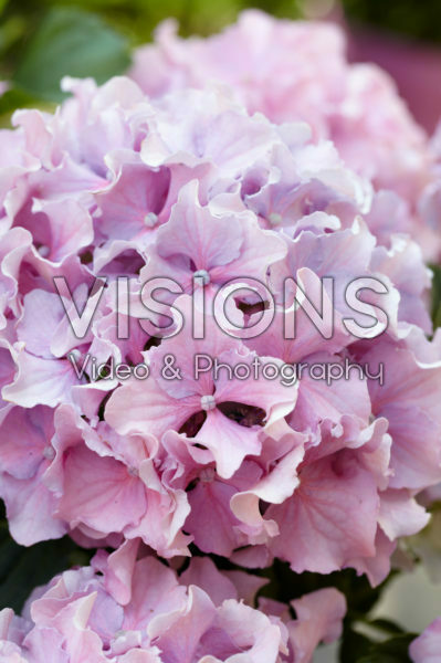 Hydrangea Spike ® Pink Hydrangea Spike ® Pink