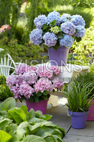 Hydrangea Spike ® Blue, Pink Hydrangea Spike ® Blue, Pink