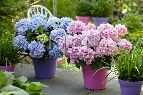 Hydrangea Spike ® Blue, Pink Hydrangea Spike ® Blue, Pink